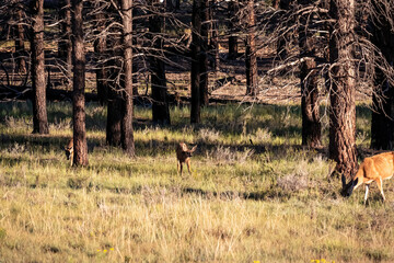 Obraz na płótnie Canvas Cute baby fawn deers standing at the edge of a forest near Bryce Canyon National Park, Utah, USA (United States of America). Sun beams touching tree branches. Animal watching in wilderness