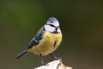 blue tit