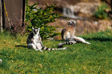 Two ring-tailed lemurs enjoying the sun