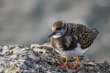turnstone