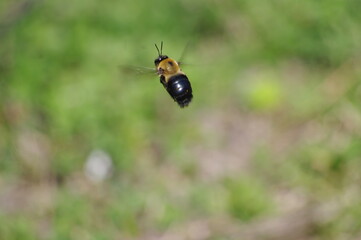 just a bumblebee caught in mid flight. wings caught in motion.