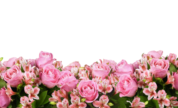 Border with pink roses and alstroemeria flowers isolated on white or transparent background