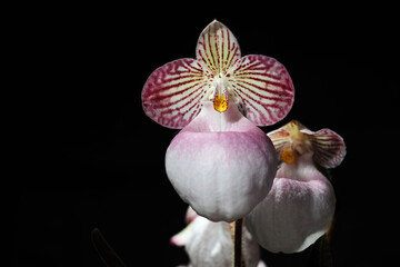 Rare Lady slipper orchid from China, Paphiopedilum micranthum in Black background