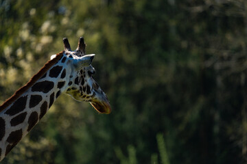 Close-up of a giraffe with beautiful bokeh