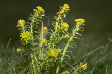 Close up of wild Cypress Spurge (Euphorbia cyparissias) growing green and yellow in a meadow....