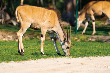 Naklejka na ściany i meble The common eland (Taurotragus oryx), also known as the southern eland or eland antelope