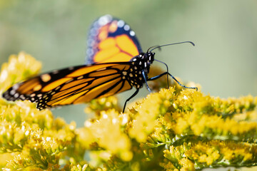 monarch butterfly