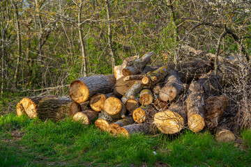 Forest broad leaf logs. Log trunks pile, the logging timber wood industry.Deforestation, forest destruction. Timber harvesting. Pile, stack of many sawn logs of trees