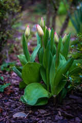 Tulip buds. Closed buds of red tulip, close-up. The concept of growing flowers. Ready to open when spring comes. Festive spring background. Flowers in the flowerbed, field tulips. Europe