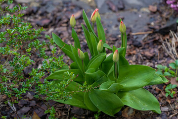 Tulip buds. Closed buds of red tulip, close-up. The concept of growing flowers. Ready to open when spring comes. Festive spring background. Flowers in the flowerbed, field tulips. Europe