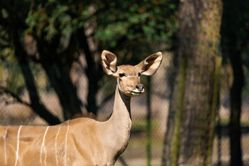 Female Kudu enjoying some sun