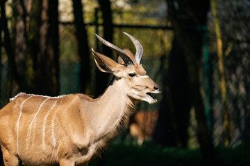 Fototapeta premium Male Kudu enjoying some sun