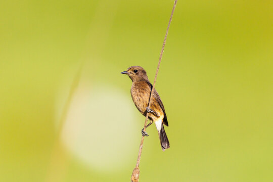 A Pied Buschat perched on reeds in India