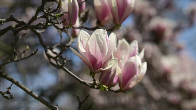 beautiful magnolia tree blossom