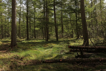 Naklejka na ściany i meble Beautiful evergreen fairy tale forest landscape with sunlight shining through the trees and foliage. Mighty trees, emerald green moss. Nature, deforestation, reforestation, ecology themes. Natural.