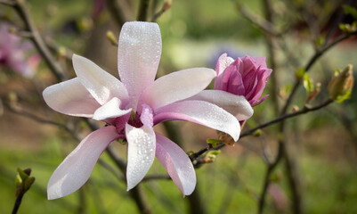 Kwiat magnolii różowej z widocznymi kroplami wody