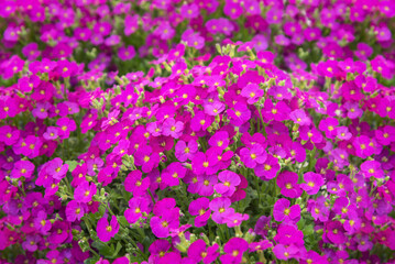 Aubrieta Florado Rose Red, a perennial with pink, wheel-shaped flowers and dark green leaves