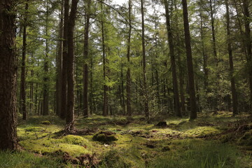 Obraz premium Beautiful evergreen fairy tale forest landscape with sunlight shining through the trees and foliage. Mighty trees, emerald green moss. Nature, deforestation, reforestation, ecology themes. Natural.