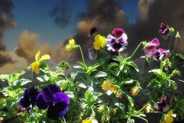 Flowering Viola plants of different varieties