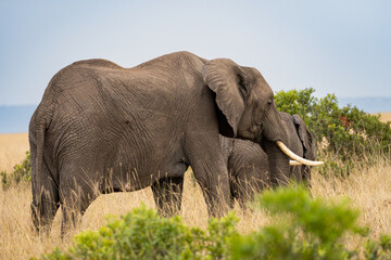 Naklejka na ściany i meble Elephants in the savannah, Masai Mara National Park, Kenya.