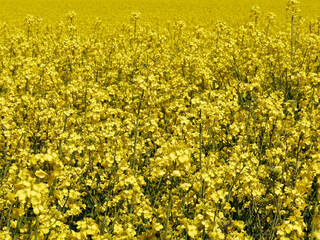 Obraz premium Champ de Colza en fleurs. Fleurs de Colza