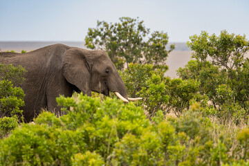 Naklejka na ściany i meble Elephants in the savannah, Masai Mara National Park, Kenya.