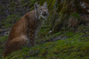 Luchs zeigt Zähne