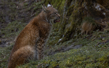 Luchs im Frühling.