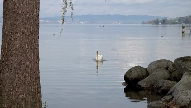 Schwan im Sempachersee, Sempach