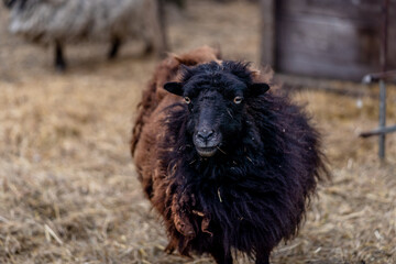 Obraz premium single sheep on the farm, countryside, close up photography, Black Ouessant sheep (ewe) - one of the smallest breeds of sheep in the world