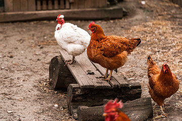 Young hens, birds posing on wooden stand at free range yard, red comb on head, summertime. Horizontal orientation, countryside, sunset, Slovakia, Europe