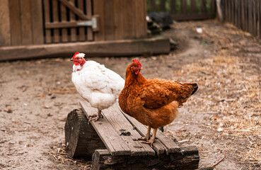 Young hens, birds posing on wooden stand at free range yard, red comb on head, summertime. Horizontal orientation, countryside, sunset, Slovakia, Europe