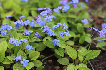 Omphalodes verna, common names creeping navelwort or blue eyed Mary. 