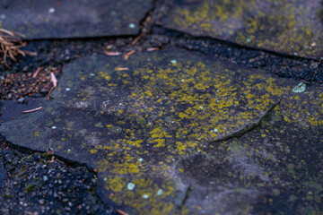 Andesite in the garden with yellow coating and white spots, growing on sidewalk, slippery after rain, special cleaning needed, garden care concept