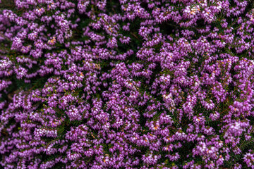 Obraz premium Close up flowering Calluna vulgaris (common heather, ling, or simply heather) Selective focus of the purple flowers on the field, Nature floral background.