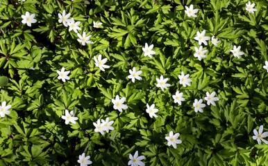 Spring blooming of beautiful white windflower