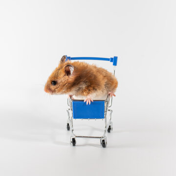 a red-haired hamster sit in shopping trolley on wheels, white background. shopping concept.