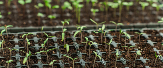 Illustration of Seedling in homemade greenhouse, concept of organic eco plants, flora