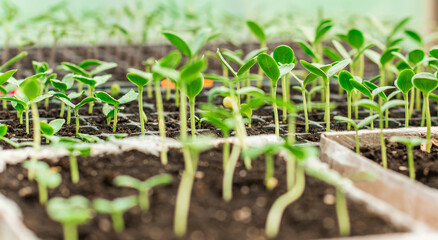 Illustration of Seedling in homemade greenhouse, concept of organic eco plants, flora