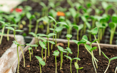 Illustration of Seedling in homemade greenhouse, concept of organic eco plants, flora