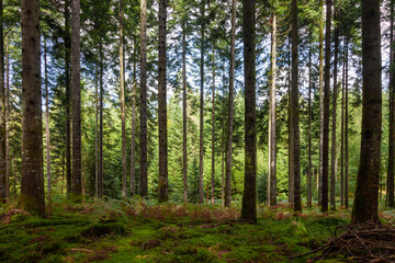 Beautiful green forest landscape in sunlight. Green mossy floor with tall conifer trees.