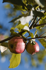 apples on tree