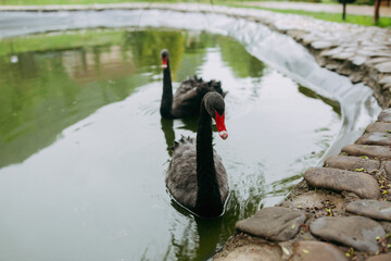 Naklejka premium black swans in the lake