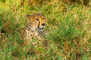 Cheetah lying in grass. Close view. Serengeti National Park. Tanzania