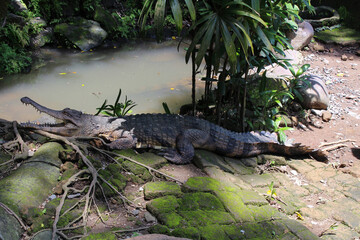 crocodile in the swamp