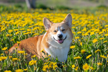 pembroke corgi in a meadow in dandelions