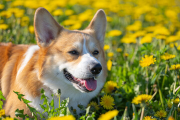 pembroke corgi in a meadow in dandelions