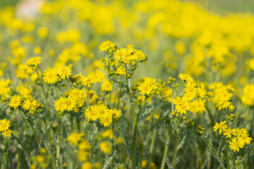yellow chamomile flowers in a meadow