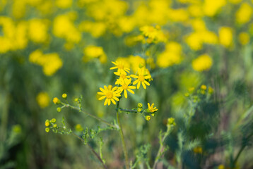 yellow chamomile flowers in a meadow