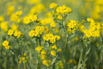 Obraz premium yellow chamomile flowers in a meadow